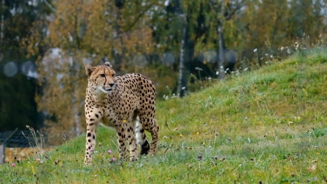 Lion ambush at wildedeest crossing funny animals