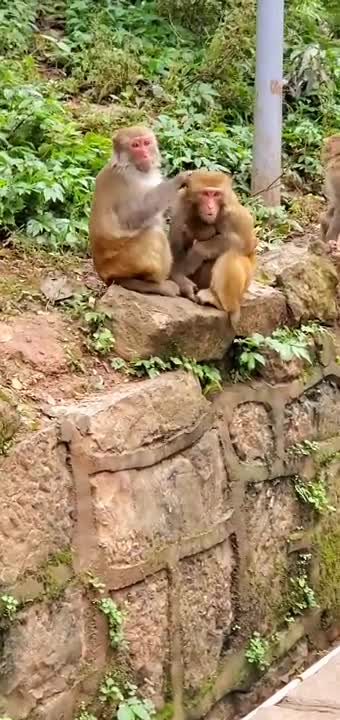 Cute Baby🙉 Monkey🐵#16 - (2020 - 2021)