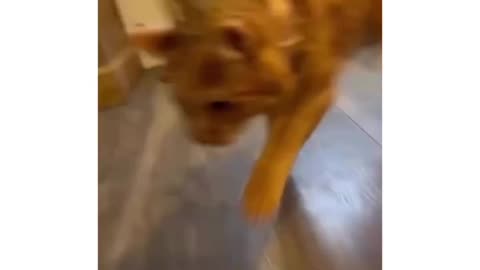 Look at him trying to eat his food