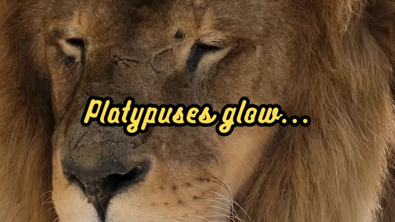 Animal Facts Platypus Glow #shorts