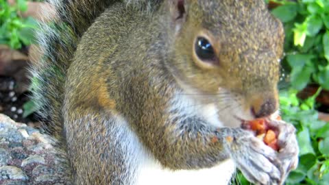 Beautiful animals, squirrel eating from trees