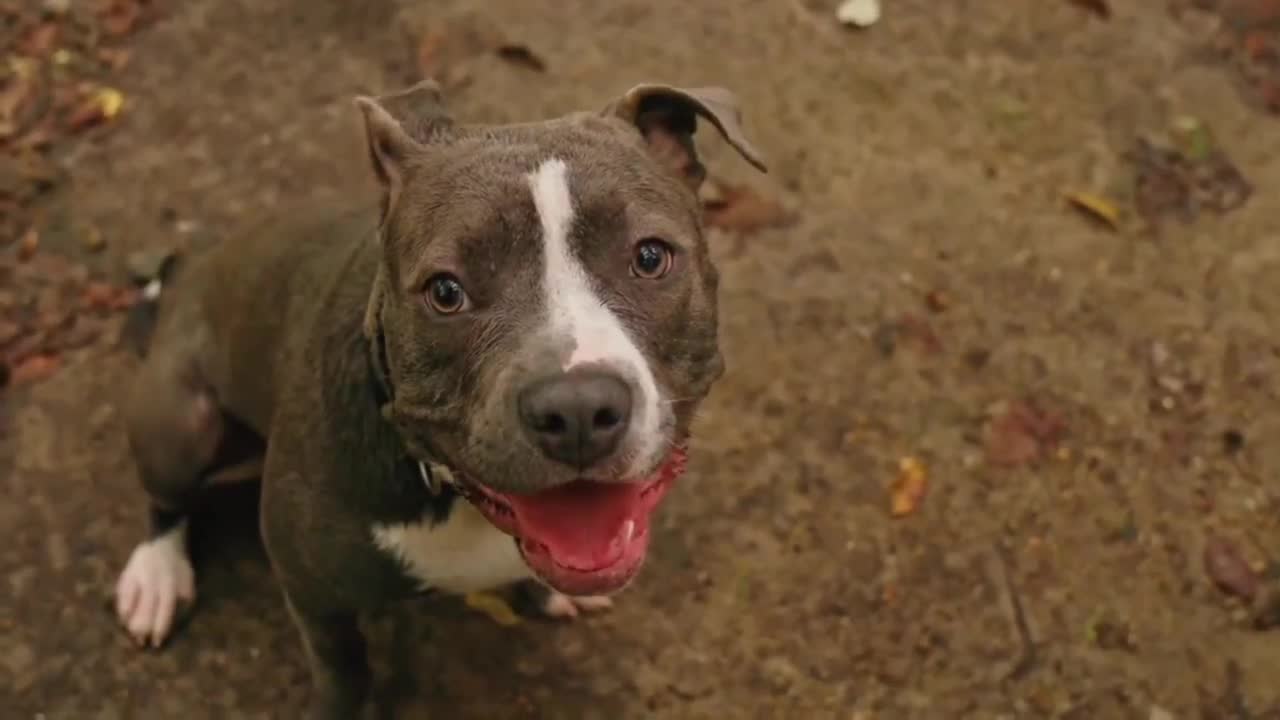 pitbull dog video