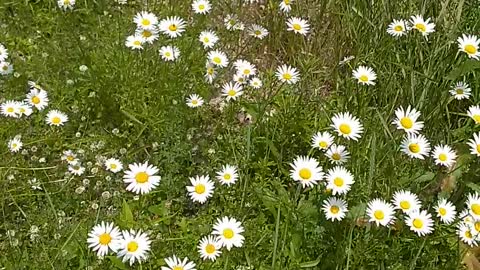 Daisies