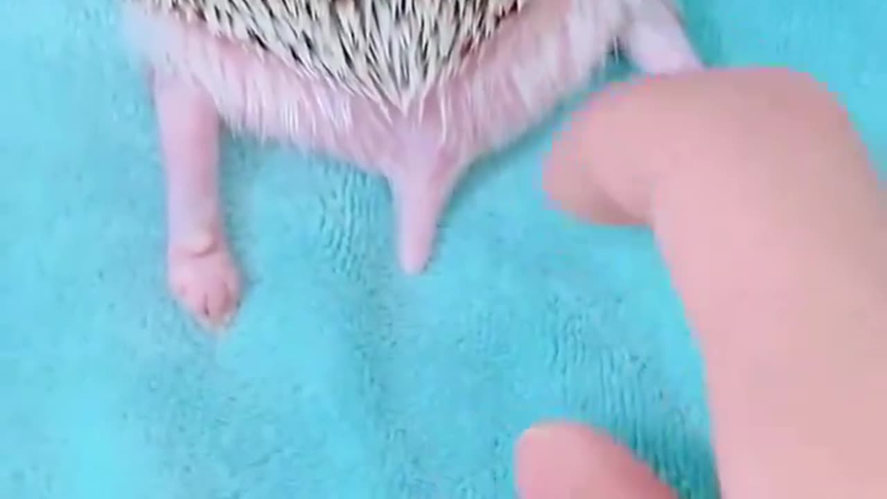 This girl rescue a newborn hedgehog and raised it in her house ❤️