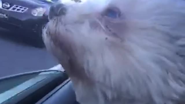 Small white dog sticks his head out of car window