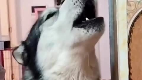 naughty husky