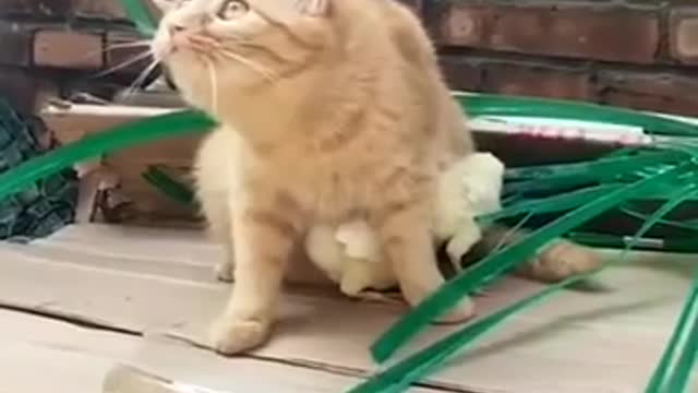 Unusual sight: The cat protects the chickens from potential threats