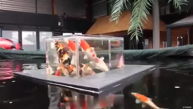 Peace moments for dreams: KOI Floating Aquarium