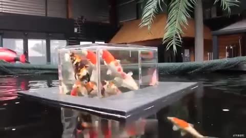 Peace moments for dreams: KOI Floating Aquarium