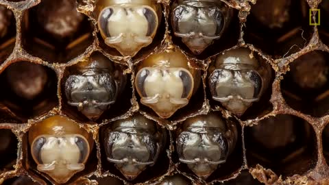 Astonishing Time-Pass: Honey bees Incubate Before Your Eyes | Public Geographic