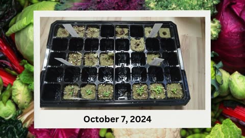 Grow Year Round In Small Spaces- My Garden Blessings Progress From Seedling To Tower