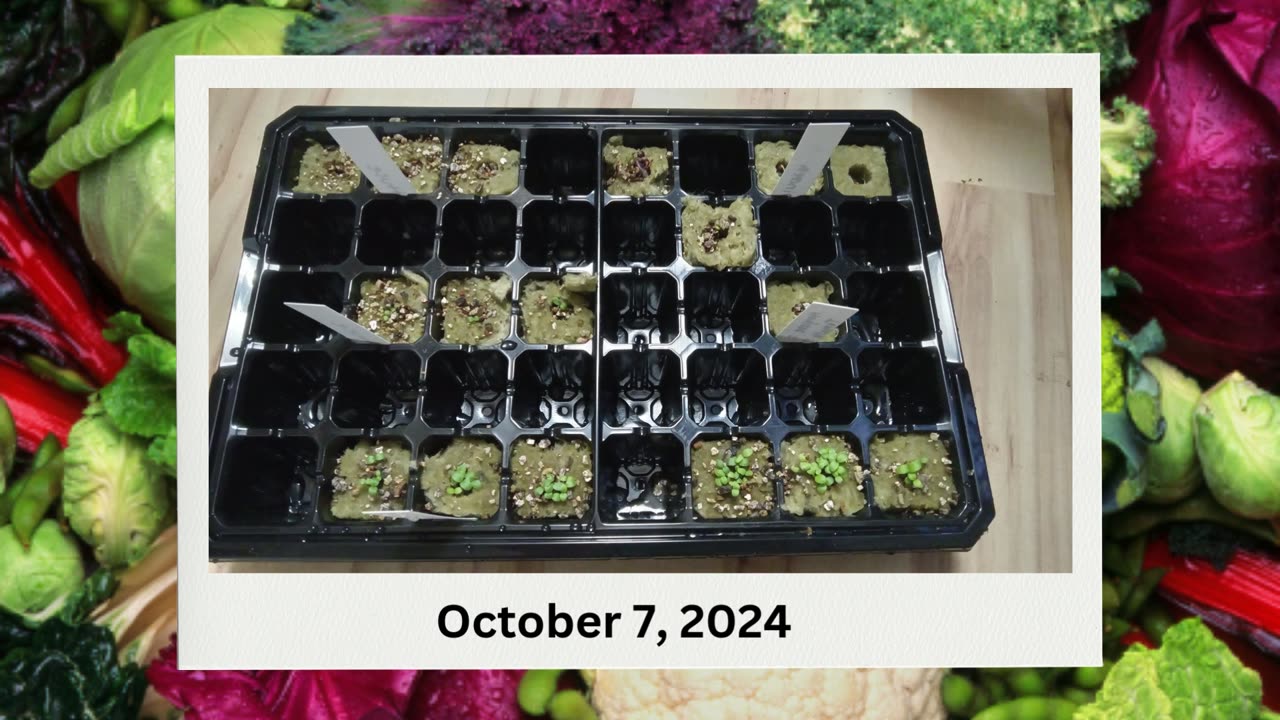 Grow Year Round In Small Spaces- My Garden Blessings Progress From Seedling To Tower