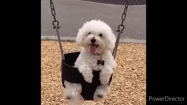 Cute & Funny Animals Videos 🐕🦺 Pets, Dogs & 🐱 Cats Compilation 2022