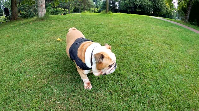 Bull Dog in gardon