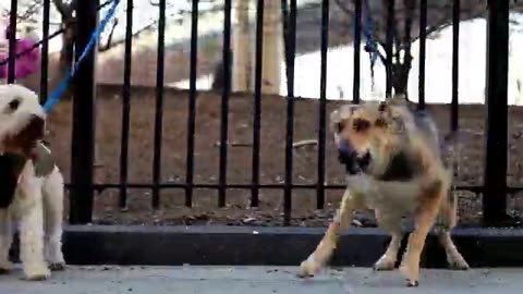 Top 10 Dogs funny video #dogvideo #funnydogs #funnyanimals