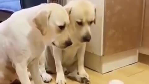 2 funny dogs