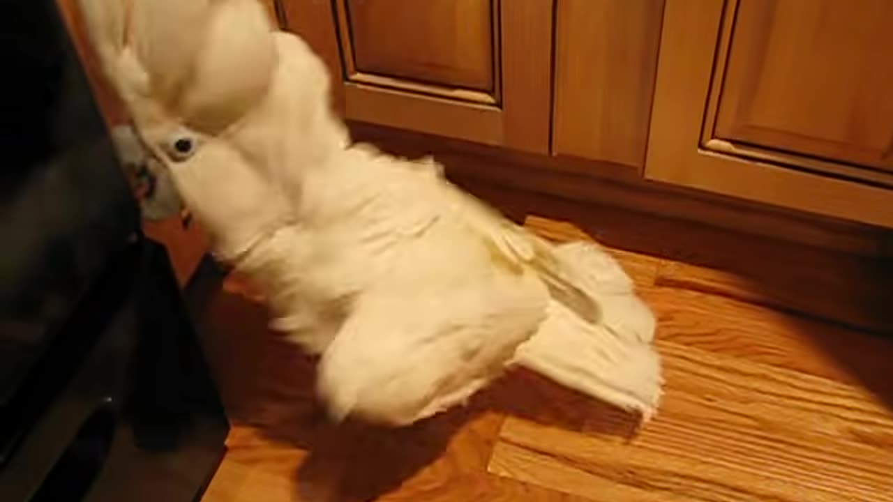 umbrella cockatoo going mad in kitchen floor. but a happy bird