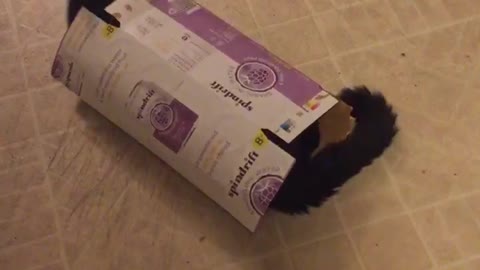 Dog trying to play with cat and cat hides in box and gets pushed in box