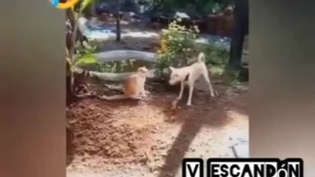 Dog ft cat😊😊😁😁😂😂🤣🤣🤣🤣🤣