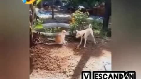 Dog ft cat😊😊😁😁😂😂🤣🤣🤣🤣🤣