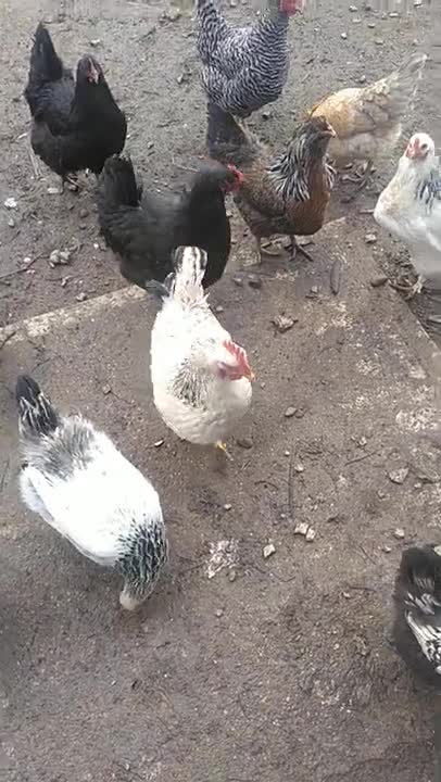 We are more important than the chickens - daily proverb #short