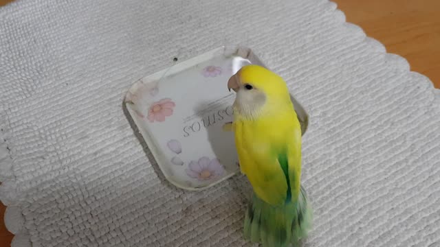 a bathing parrot for lovebird