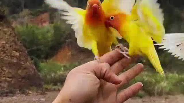 Amazing birds video