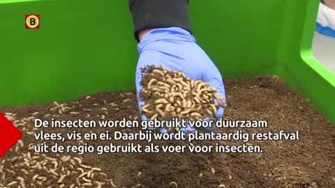 Dutch king opens the world's most advanced insect farm in Bergen op Zoom