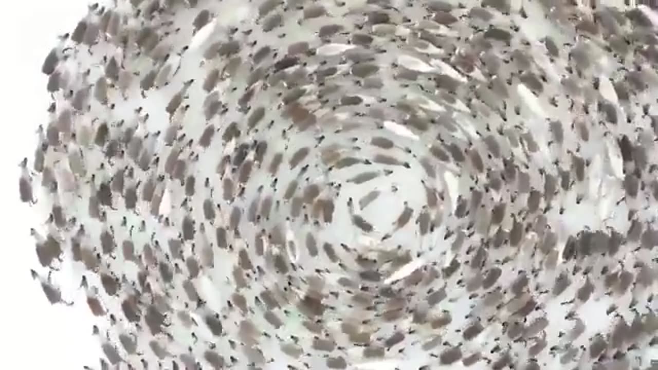 Reindeer cyclones are an anti-predator defensive strategy where a herd of reindeer