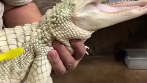 YOU HAVE NEVER SEEN AN ALBINO ALLIGATOR