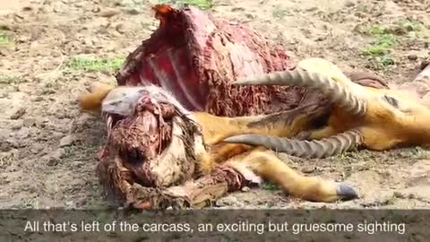 A Gruesome Vicious Kill by Wild Dogs in South Luangwa National Park