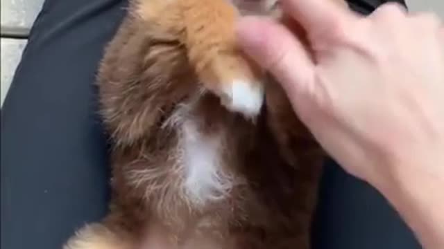 Excited Puppy