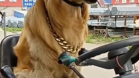 If you have a dog, please cherish it