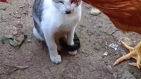 Hi
