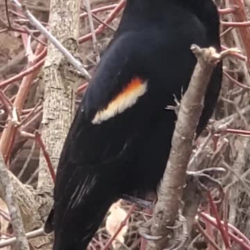 The two friends I met yesterday