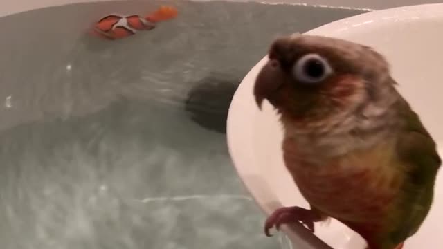 Fish tank for parrot