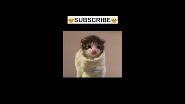 cute dog#cute #dogs #tiktok #training #viral #short #youtubeshort#dog #funny #videos #op