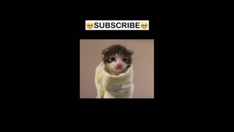 cute dog#cute #dogs #tiktok #training #viral #short #youtubeshort#dog #funny #videos #op