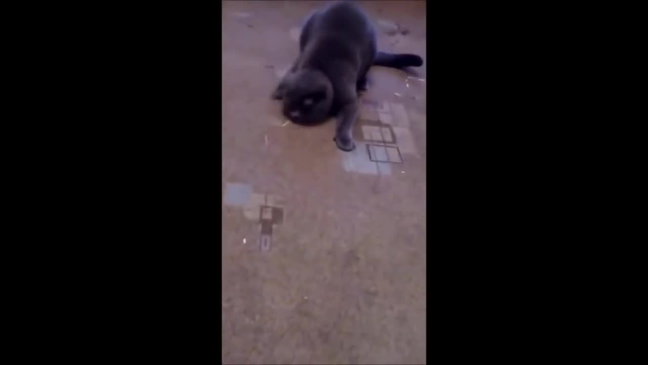 Funny Cat Videos! Funny Cats 2015 / Funny Cats Video Compilation