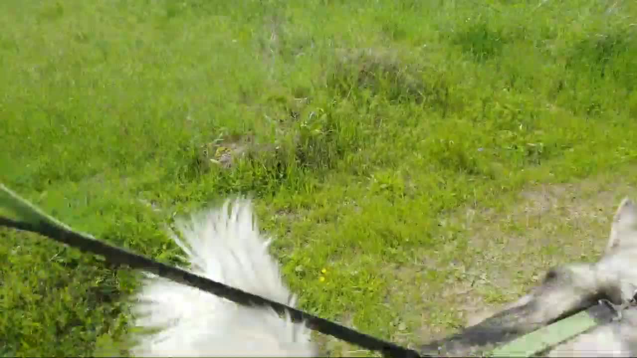 How To Leash Train An EXCITED Siberian Husky! Leash Training TIPS