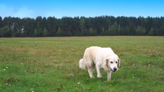 golden retriever runs over grass in slow motion