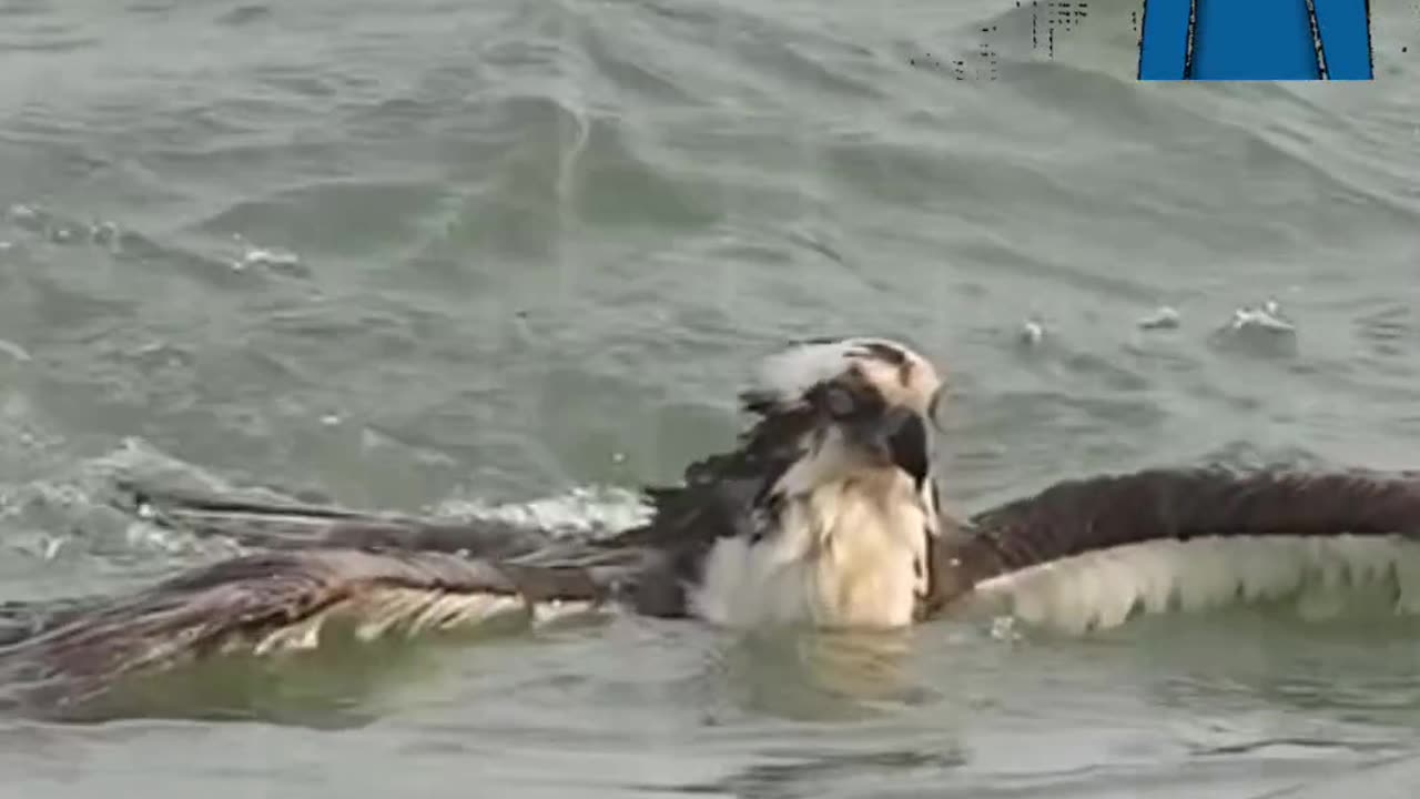 ¡Mira cómo esta poderosa águila lucha con todas sus fuerzas para salir del agua.