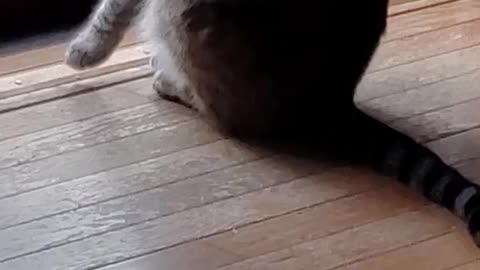 Cats life part 1