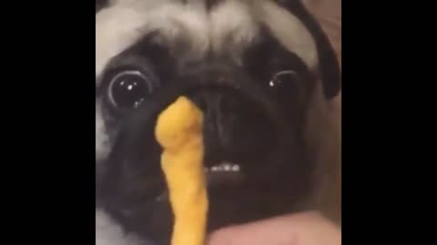 Scary pug