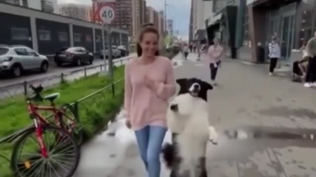 Funny pup decides to dance alongside owner down the street