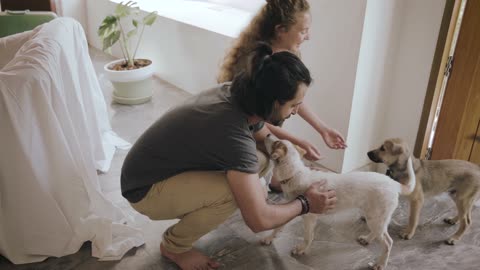 Man And Woman Playing With Dogs