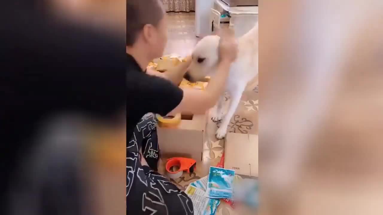 Funny Doggos Compilation