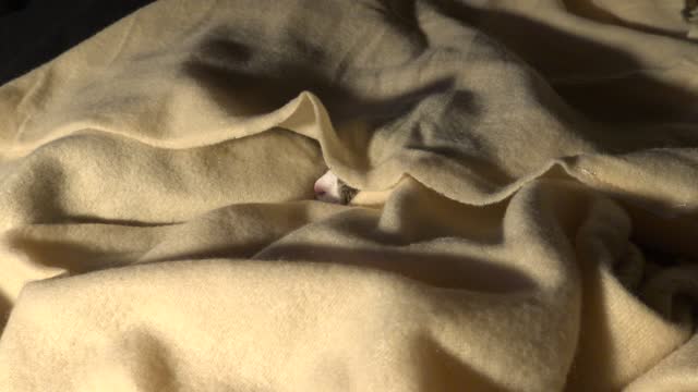 Small Cat Hides under the Blanket