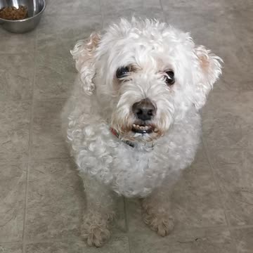 Buddy the furriness of love