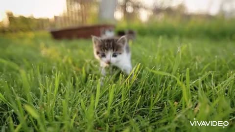 Three kittens walking on the grass.how much beautiful they are